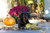 Frank, a male Dachshund for sale in Walnut Creek, OH – 4 of 10