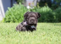 Abe, a male French Bulldog for sale in Walnut Creek, OH – 4 of 6