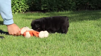 Amy, a female French Bulldog for sale in Walnut Creek, OH – 6 of 6