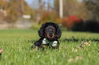 Cocktail, a male Dachshund for sale in Walnut Creek, OH – 7 of 9