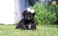 Regina, a female French Bulldog for sale in Walnut Creek, OH – 1 of 6