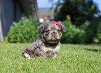 Laura, a female French Bulldog for sale in Walnut Creek, OH – 2 of 6