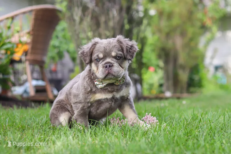 Laura – French Bulldog puppy for sale in Walnut Creek, OH