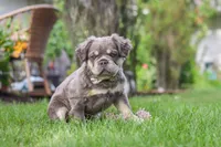 Laura, a female French Bulldog for sale in Walnut Creek, OH – 1 of 7