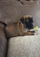 Light Pink Collar, a female Belgian Malinois and Cane Corso for sale in Asheville, NC – Photo 3 of 4