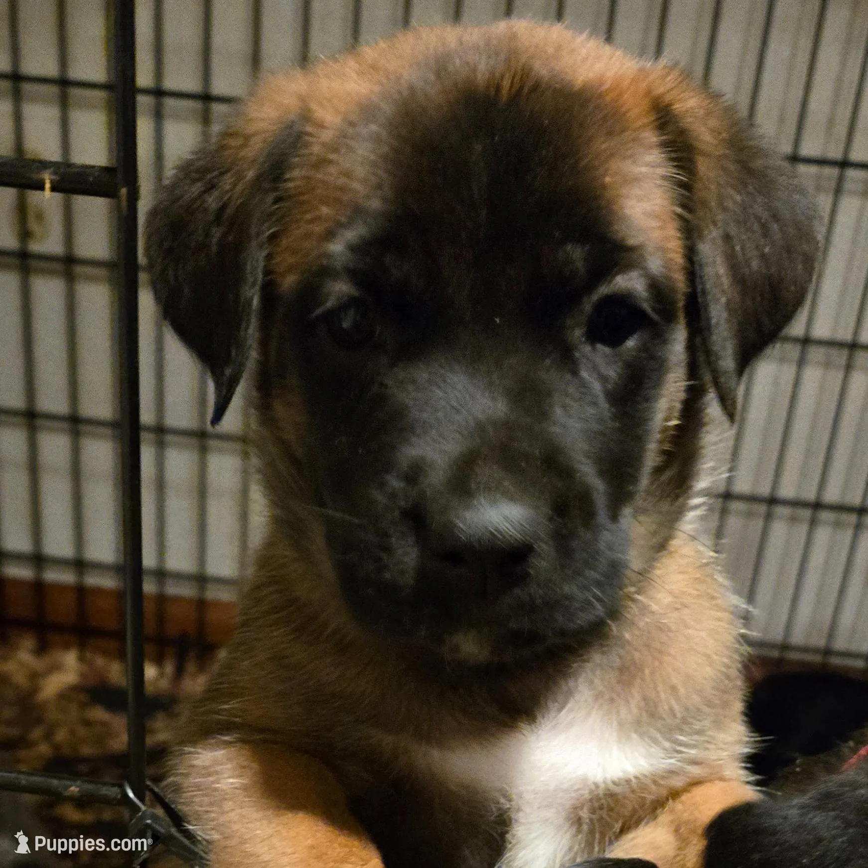 Light Pink Collar – Belgian Malinois, Cane Corso puppy for sale in Asheville, NC