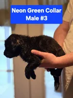 Neon Green Collar, a male Belgian Malinois and Cane Corso for sale in Asheville, NC – Photo 2 of 3