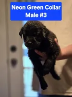 Neon Green Collar, a male Belgian Malinois and Cane Corso for sale in Asheville, NC – Photo 1 of 3