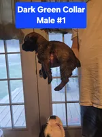 Dark Green Collar, a male Belgian Malinois and Cane Corso for sale in Asheville, NC – Photo 2 of 3