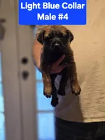 Light Blue Collar, a male Belgian Malinois and Cane Corso for sale in Asheville, NC – Photo 1 of 3