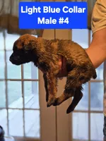 Light Blue Collar, a male Belgian Malinois and Cane Corso for sale in Asheville, NC – Photo 2 of 3