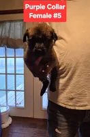 Purple Collar, a female Belgian Malinois and Cane Corso for sale in Asheville, NC – Photo 1 of 3