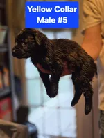 Yellow Collar, a male Belgian Malinois and Cane Corso for sale in Asheville, NC – Photo 2 of 3