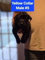 Yellow Collar, a male Belgian Malinois and Cane Corso for sale in Asheville, NC – Photo 1 of 3