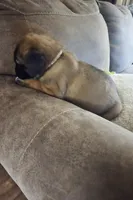 Light Pink Collar, a female Belgian Malinois and Cane Corso for sale in Asheville, NC – Photo 3 of 3