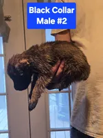 Black Collar, a male Belgian Malinois and Cane Corso for sale in Asheville, NC – Photo 2 of 3