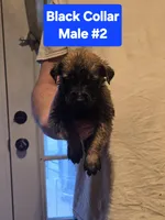 Black Collar, a male Belgian Malinois and Cane Corso for sale in Asheville, NC – Photo 1 of 3