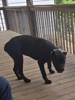 Pepper, a female Cane Corso for sale in Asheville, NC – Photo 3 of 3