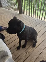 Pepper, a female Cane Corso for sale in Asheville, NC – Photo 2 of 3