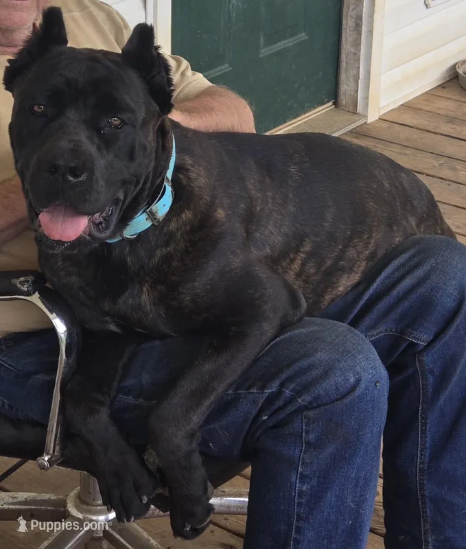 Pepper – Cane Corso puppy for sale in Asheville, NC