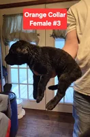 Orange Collar, a female Belgian Malinois and Cane Corso for sale in Asheville, NC – Photo 2 of 3