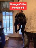 Orange Collar, a female Belgian Malinois and Cane Corso for sale in Asheville, NC – Photo 1 of 3