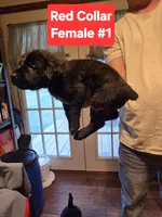 Red Collar, a female Belgian Malinois and Cane Corso for sale in Asheville, NC – Photo 2 of 3