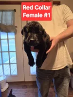 Red Collar, a female Belgian Malinois and Cane Corso for sale in Asheville, NC – Photo 1 of 3