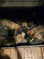 Dark Pink Collar, a female Belgian Malinois and Cane Corso for sale in Asheville, NC – Photo 3 of 3
