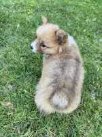 Toby, a male Pembroke Welsh Corgi for sale in Yorba Linda, CA – 5 of 9