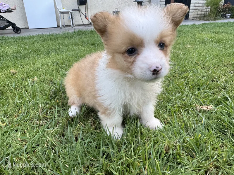 Candy – Pembroke Welsh Corgi puppy for sale in Yorba Linda, CA