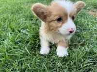 Molly fluffy corgi, a female Pembroke Welsh Corgi for sale in Yorba Linda, CA – 3 of 5