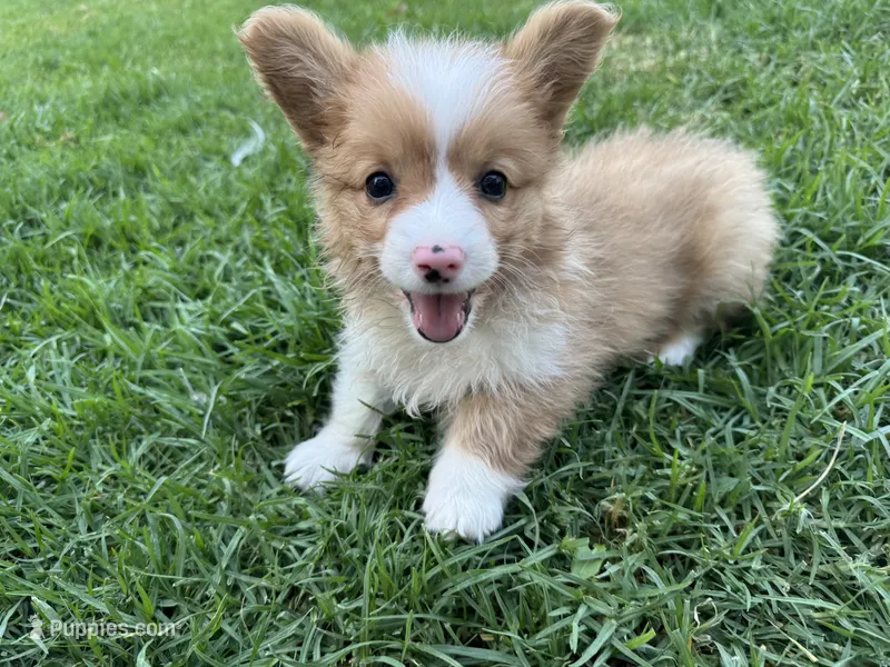 Molly fluffy corgi – Pembroke Welsh Corgi puppy for sale in Yorba Linda, CA