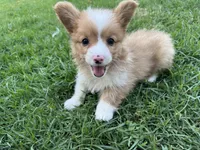 Molly fluffy corgi, a female Pembroke Welsh Corgi for sale in Yorba Linda, CA – 1 of 5