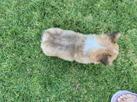 Toby, a male Pembroke Welsh Corgi for sale in Yorba Linda, CA – 3 of 9