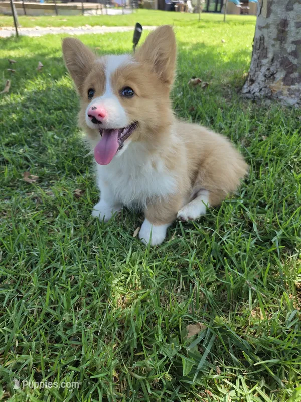 Molly fluffy corgi – Pembroke Welsh Corgi puppy for sale in Yorba Linda, CA