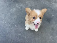 Molly fluffy corgi, a female Pembroke Welsh Corgi for sale in Yorba Linda, CA – 2 of 5