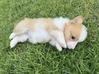 Candy fluffy corgi, a female Pembroke Welsh Corgi for sale in Yorba Linda, CA – 4 of 4