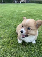 Toby, a male Pembroke Welsh Corgi for sale in Yorba Linda, CA – 9 of 9