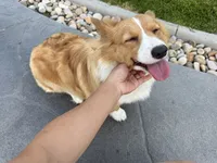 Toby fluffy puppy , a male Pembroke Welsh Corgi for sale in Yorba Linda, CA – 9 of 10