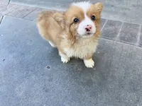 Molly fluffy corgi, a female Pembroke Welsh Corgi for sale in Yorba Linda, CA – 4 of 5
