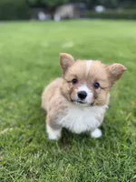 Toby, a male Pembroke Welsh Corgi for sale in Yorba Linda, CA – 7 of 9