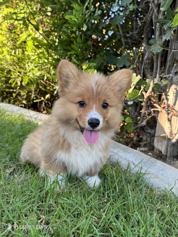 Toby fluffy puppy  – Pembroke Welsh Corgi puppy for sale in Yorba Linda, CA