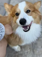 Toby fluffy puppy , a male Pembroke Welsh Corgi for sale in Yorba Linda, CA – 10 of 10