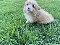 Molly fluffy corgi, a female Pembroke Welsh Corgi for sale in Yorba Linda, CA – 5 of 5
