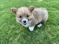 Toby, a male Pembroke Welsh Corgi for sale in Yorba Linda, CA – 4 of 9