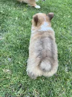 Toby, a male Pembroke Welsh Corgi for sale in Yorba Linda, CA – 6 of 9