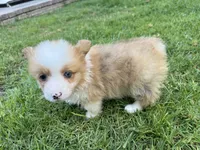 Candy fluffy corgi, a female Pembroke Welsh Corgi for sale in Yorba Linda, CA – 2 of 4