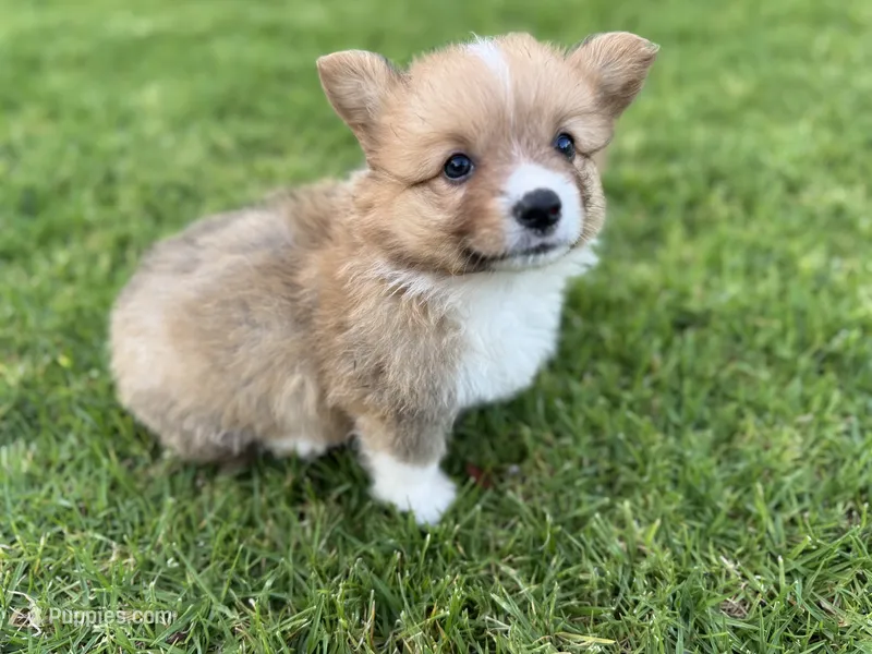 Toby – Pembroke Welsh Corgi puppy for sale in Yorba Linda, CA