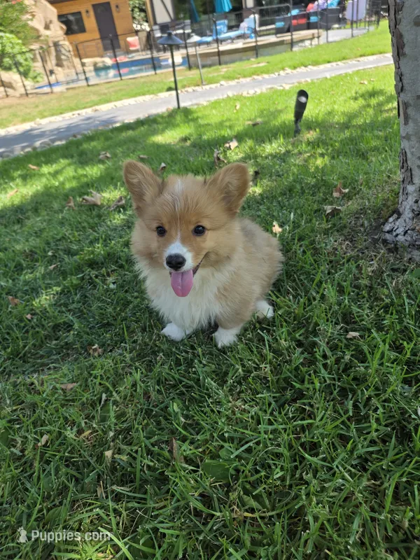 Toby fluffy puppy  – Pembroke Welsh Corgi puppy for sale in Yorba Linda, CA